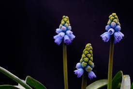 Attēlu rezultāti vaicājumam “Gladiolus imbricatus bud”
