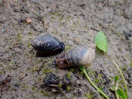 Attēlu rezultāti vaicājumam “Succinea”