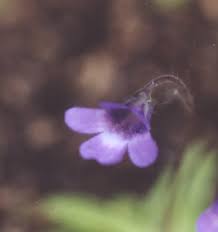 Attēlu rezultāti vaicājumam “Pinguicula vulgaris”