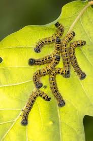 Attēlu rezultāti vaicājumam “Phalera bucephala larva”