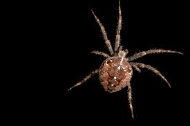 Attēlu rezultāti vaicājumam “Araneus diadematus”