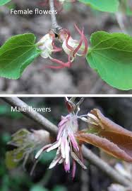 Attēlu rezultāti vaicājumam “Cercidiphyllum japonicum flower”
