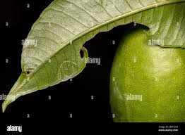 Attēlu rezultāti vaicājumam “Aleurochiton aceris nymph”