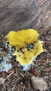 Attēlu rezultāti vaicājumam “Fuligo leviderma”