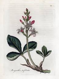 Attēlu rezultāti vaicājumam “Menyanthes trifoliata”