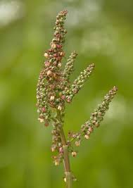 Attēlu rezultāti vaicājumam “Rumex acetosa flower”
