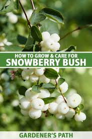 Attēlu rezultāti vaicājumam “Symphoricarpos albus fruit”