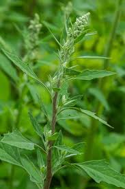 Image result for Chenopodium album
