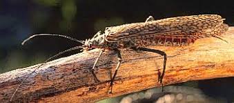 Attēlu rezultāti vaicājumam “Plecoptera”