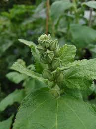 Image result for Alcea rosea nigra