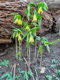 Attēlu rezultāti vaicājumam “Uvularia grandiflora”