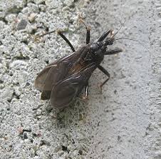 Attēlu rezultāti vaicājumam “Reduvius personatus”