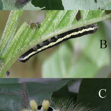 Attēlu rezultāti vaicājumam “Gynaephora selenitica larva”