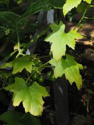 Attēlu rezultāti vaicājumam “Bryonia alba leaf”