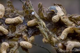 Attēlu rezultāti vaicājumam “Physarum bivalve plasmodium”
