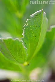 Attēlu rezultāti vaicājumam “Vicia faba leaf”
