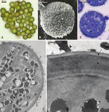 Attēlu rezultāti vaicājumam “Homalia trichomanoides sporophyte”