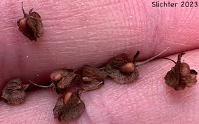 Attēlu rezultāti vaicājumam “Rumex crispus fruit”