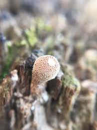 Attēlu rezultāti vaicājumam “Lycoperdon pyriforme young”