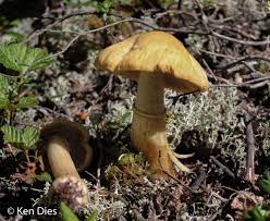 Attēlu rezultāti vaicājumam “Rozites caperata”