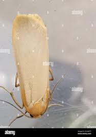 Attēlu rezultāti vaicājumam “Eilema depressa”