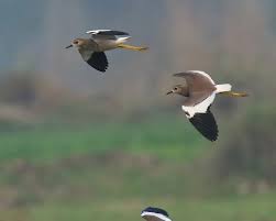 Image result for Vanellus leucurus