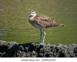 Attēlu rezultāti vaicājumam “Numenius phaeopus”