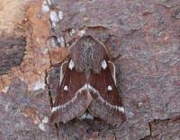 Attēlu rezultāti vaicājumam “Eriogaster lanestris”