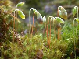 Attēlu rezultāti vaicājumam “Bryum caespiticium sporophyte”