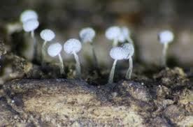 Attēlu rezultāti vaicājumam “Physarum decipiens sessile”