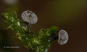 Attēlu rezultāti vaicājumam “Oligonema favogineum”