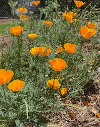 Attēlu rezultāti vaicājumam “Eschscholzia californica”