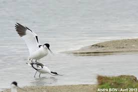 Image result for Recurvirostra avosetta