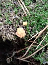 Attēlu rezultāti vaicājumam “Tubifera montana”