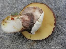 Attēlu rezultāti vaicājumam “Suillus luteus”