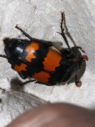 Attēlu rezultāti vaicājumam “Nicrophorus investigator imago”