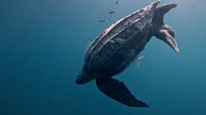 Image result for Dermochelys coriacea