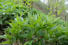 Attēlu rezultāti vaicājumam “Mercurialis perennis leaf”
