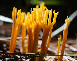 Attēlu rezultāti vaicājumam “Ramariopsis crocea”