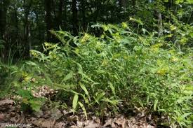 Attēlu rezultāti vaicājumam “Melampyrum pratense leaf”