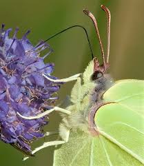 Attēlu rezultāti vaicājumam “Gonepteryx rhamni male”