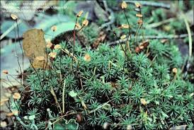 Attēlu rezultāti vaicājumam “Polytrichum juniperinum”
