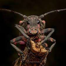 Attēlu rezultāti vaicājumam “Monochamus galloprovincialis”