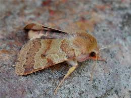 Attēlu rezultāti vaicājumam “Agrochola helvola”