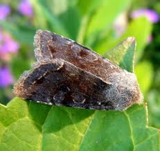 Attēlu rezultāti vaicājumam “Orthosia incerta”