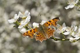 Attēlu rezultāti vaicājumam “Polygonia c-album”