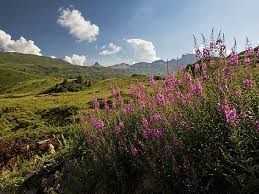 Image result for Weidenröschen