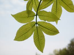 Attēlu rezultāti vaicājumam “Carya ovata leaf”