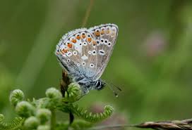 Attēlu rezultāti vaicājumam “Aricia artaxerxes  male”