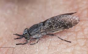 Attēlu rezultāti vaicājumam “Haematopota sp.”